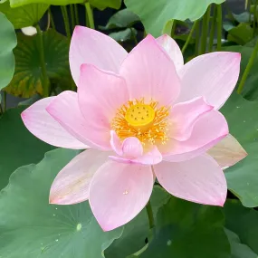 Reflection Lotus