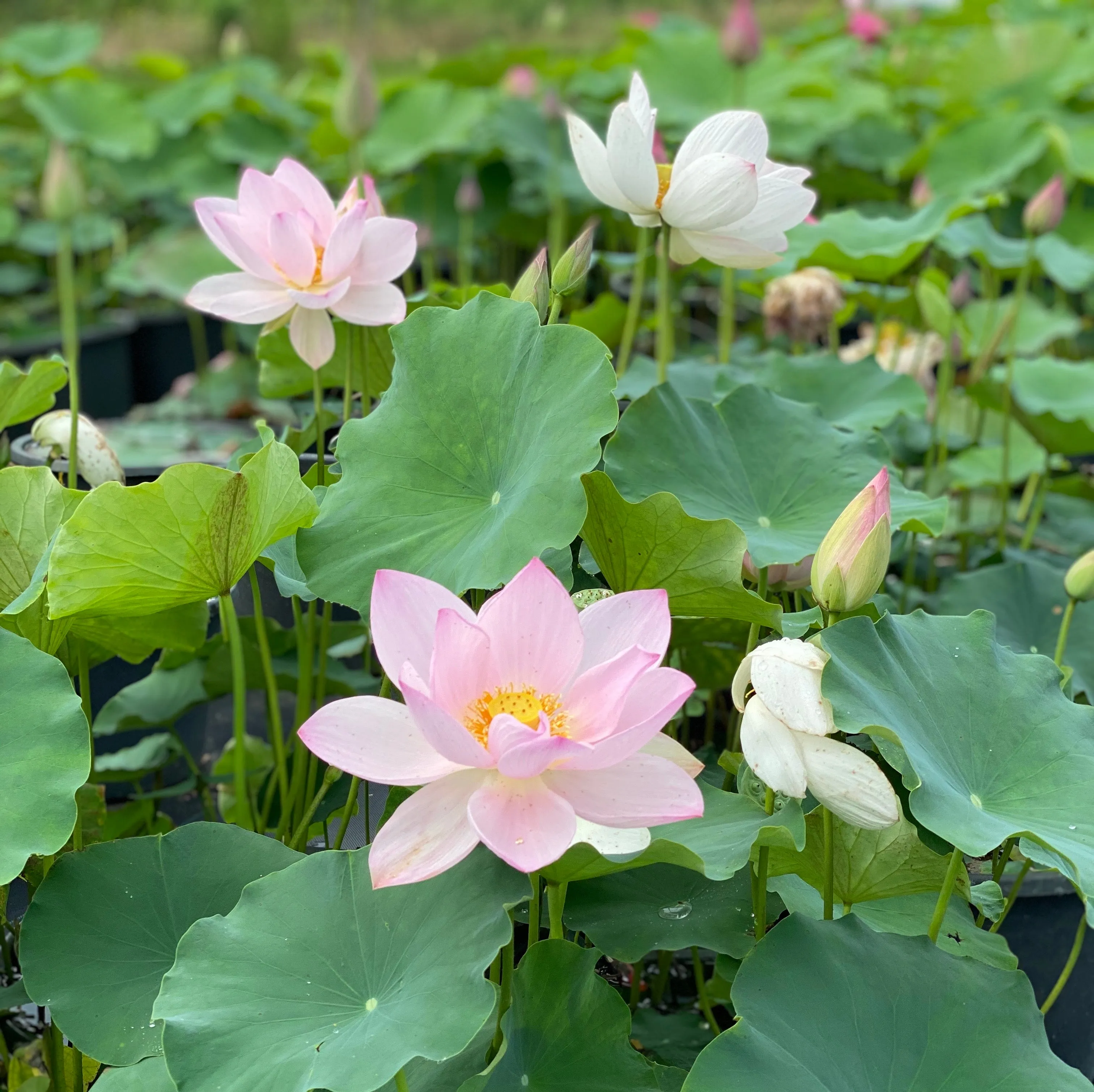 Reflection Lotus